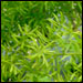 Asparagus Densiflorus 'Myers'-Asparagus Fern