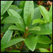 Rhododendron